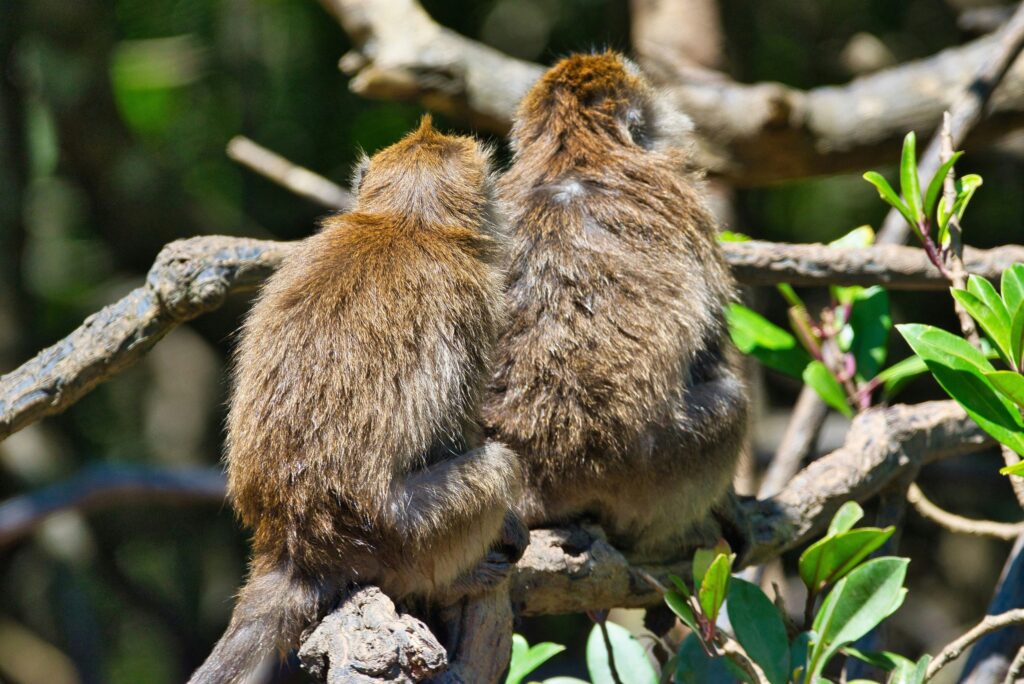 Monkeys in Kilim Karst Geopark