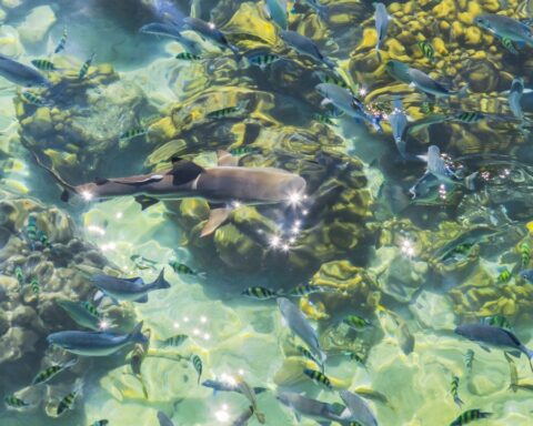 Shark in Pulau Marin Park