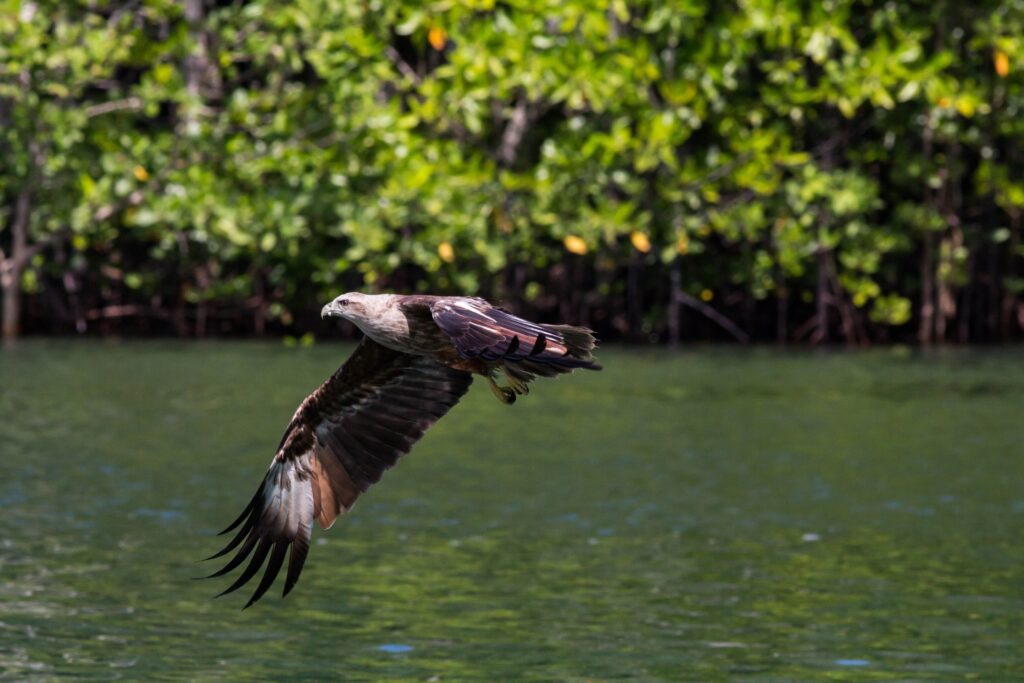 Eagle hunting for fish - Kilim Mangrove Tour